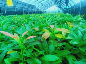 Hass Avacado Seedlings