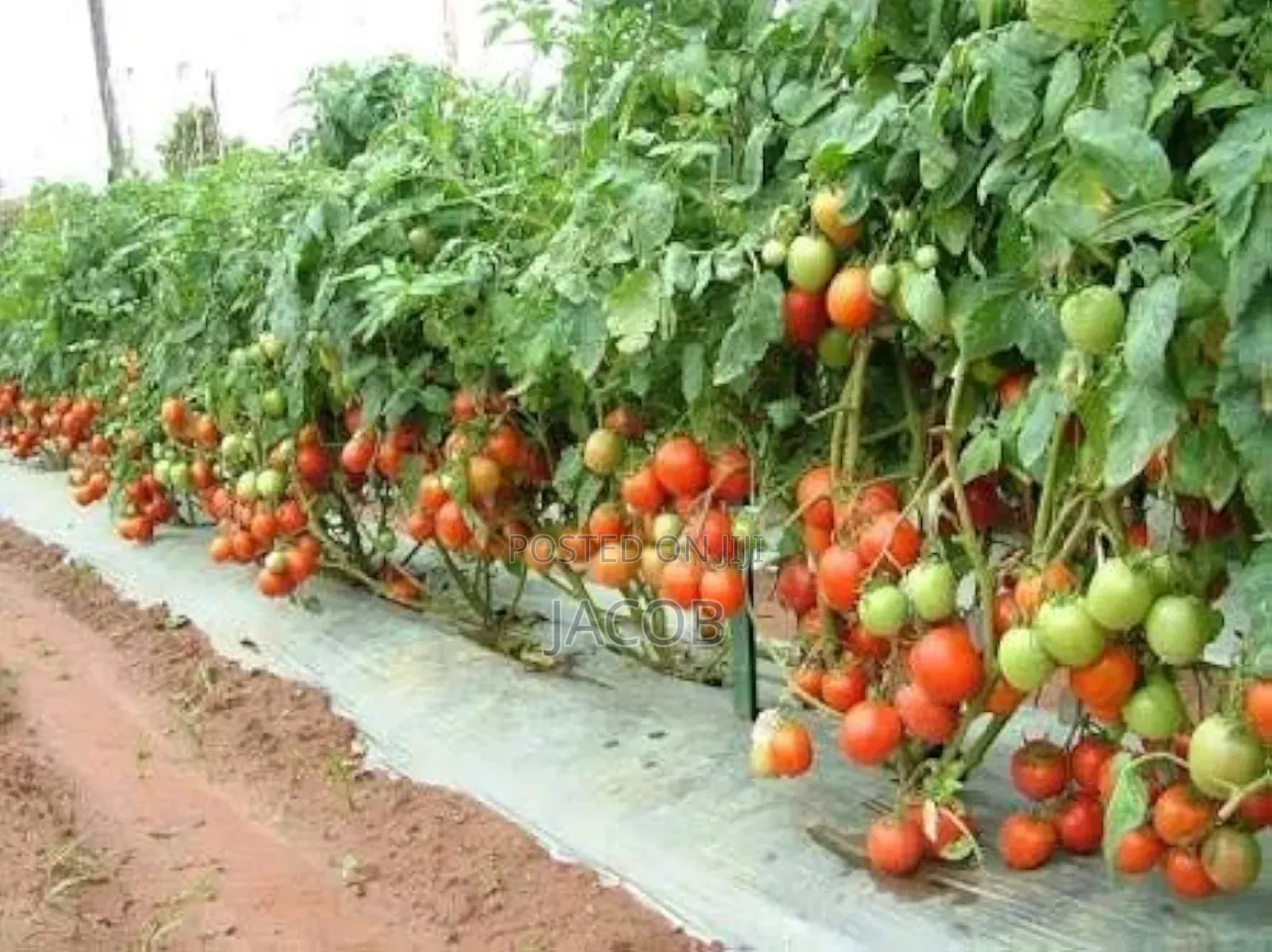 Arka Rakshak F1 Tomatoes Seed