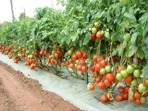 Arka Rakshak F1 Tomatoes Seed