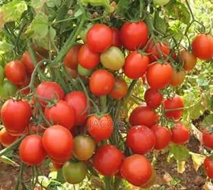 Arka Rakshak F1 Tomatoes Seed