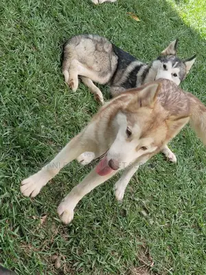 3-6 months Male Purebred Siberian Husky