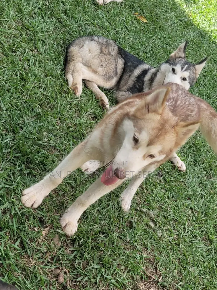 3-6 months Male Purebred Siberian Husky