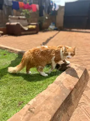 3-6 months Male Purebred Exotic