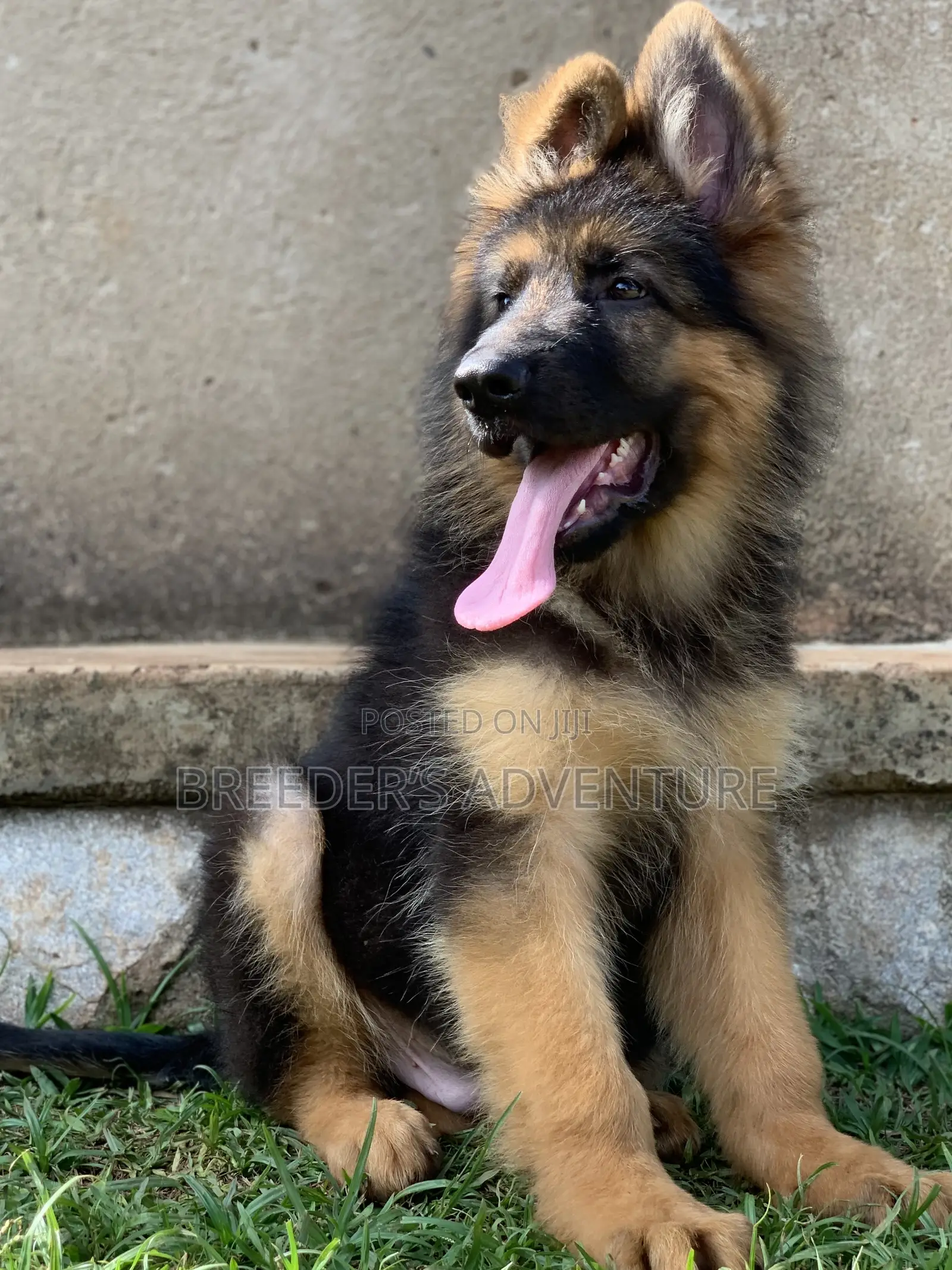 1-3 months Male Purebred German Shepherd