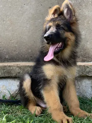 1-3 months Male Purebred German Shepherd