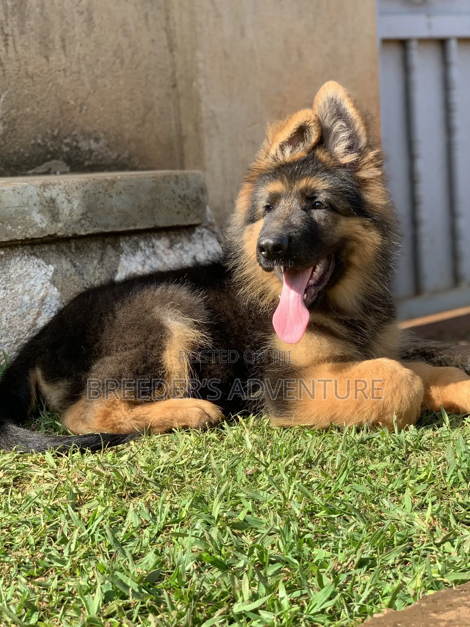 1-3 months Male Purebred German Shepherd