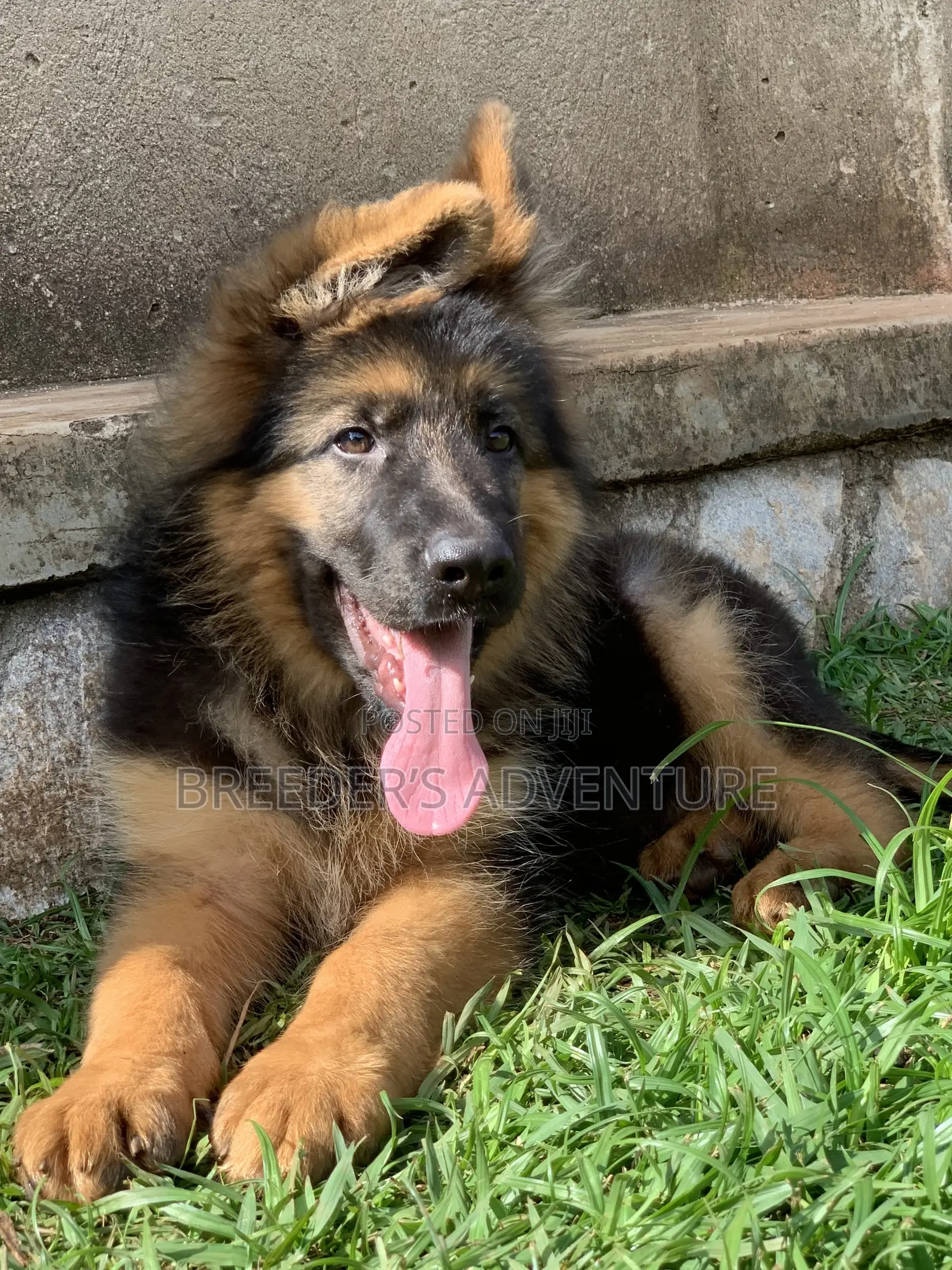 1-3 months Male Purebred German Shepherd