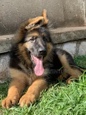 1-3 months Male Purebred German Shepherd