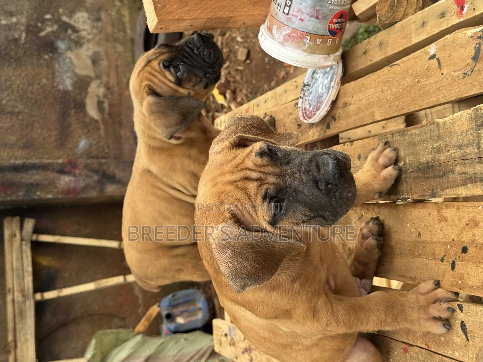 1-3 months Male Purebred Boerboel