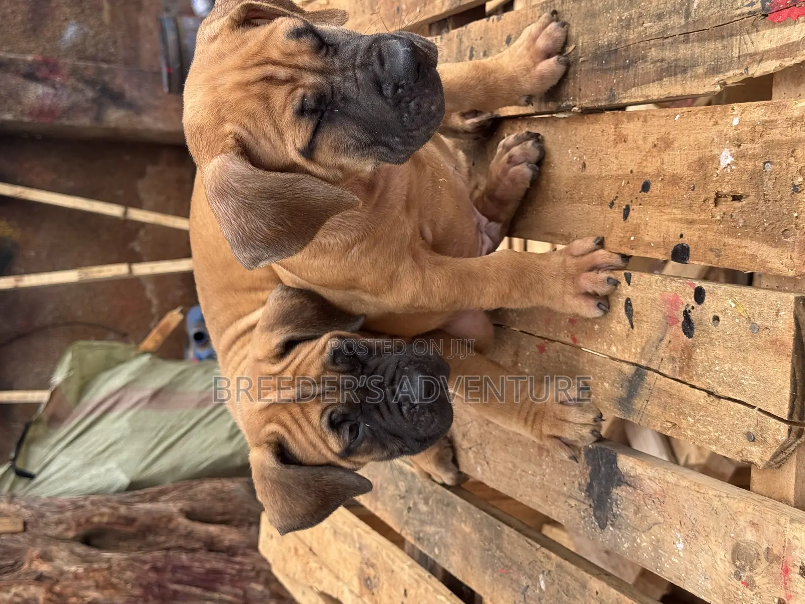 1-3 months Male Purebred Boerboel