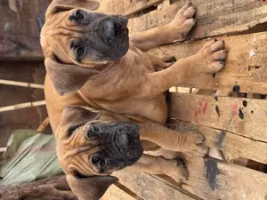 1-3 months Male Purebred Boerboel
