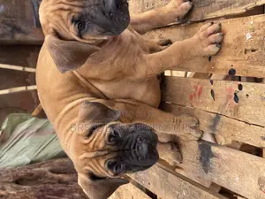 1-3 months Male Purebred Boerboel
