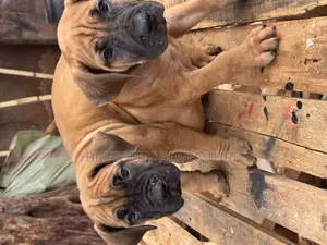 1-3 months Male Purebred Boerboel