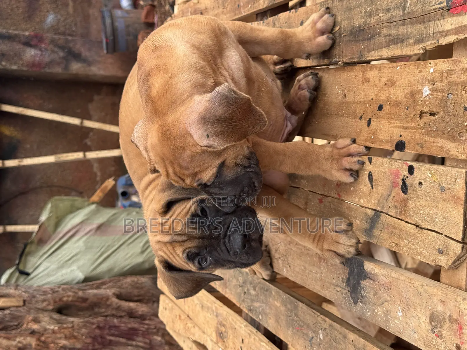 1-3 months Male Purebred Boerboel