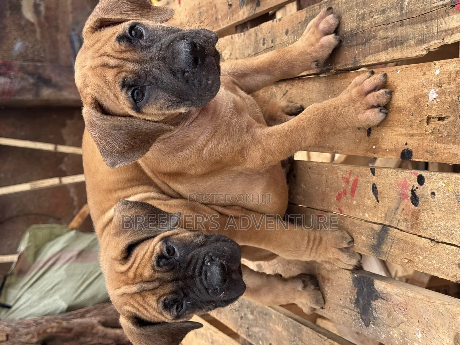 1-3 months Male Purebred Boerboel