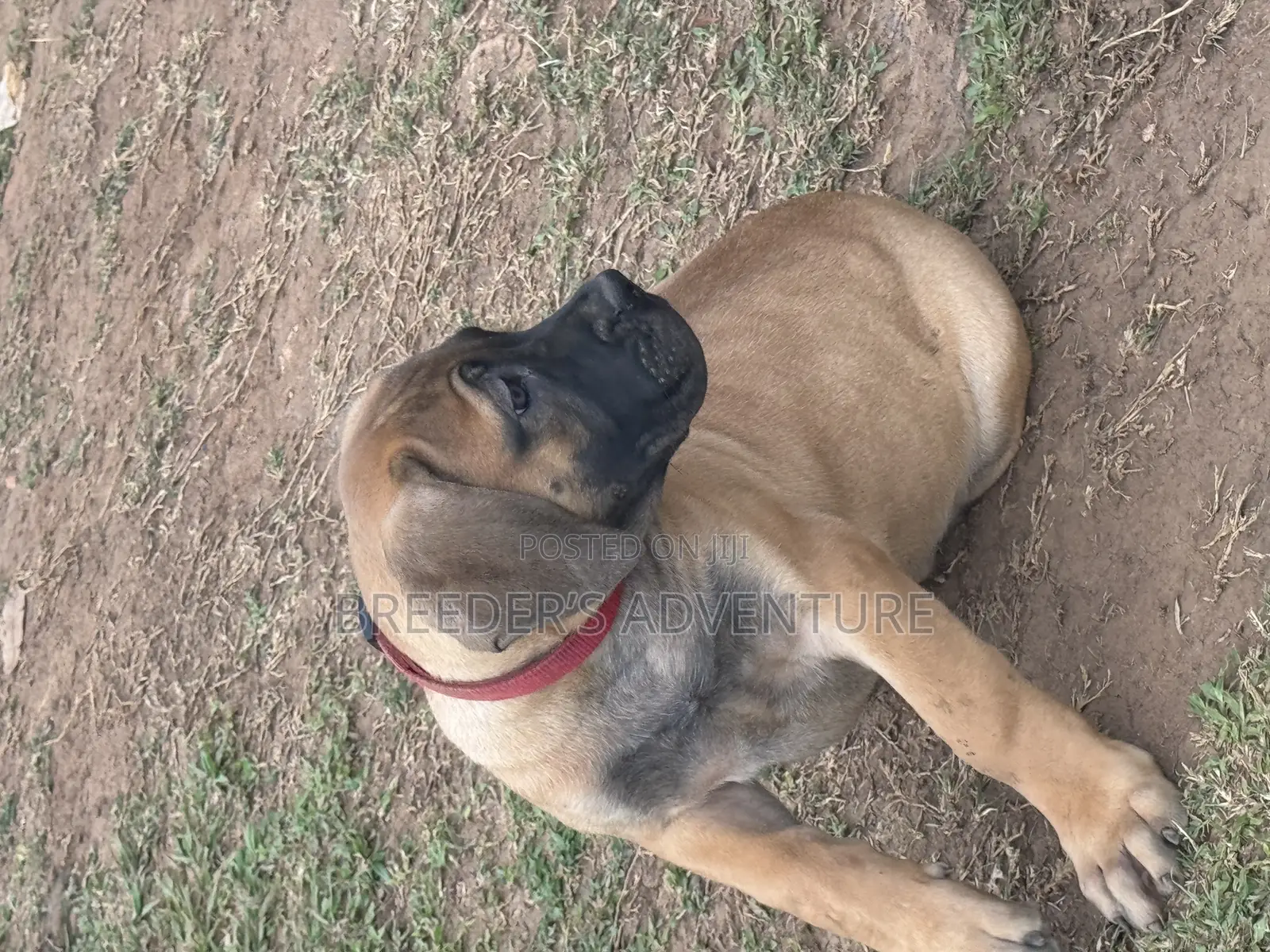 1-3 months Female Purebred Boerboel
