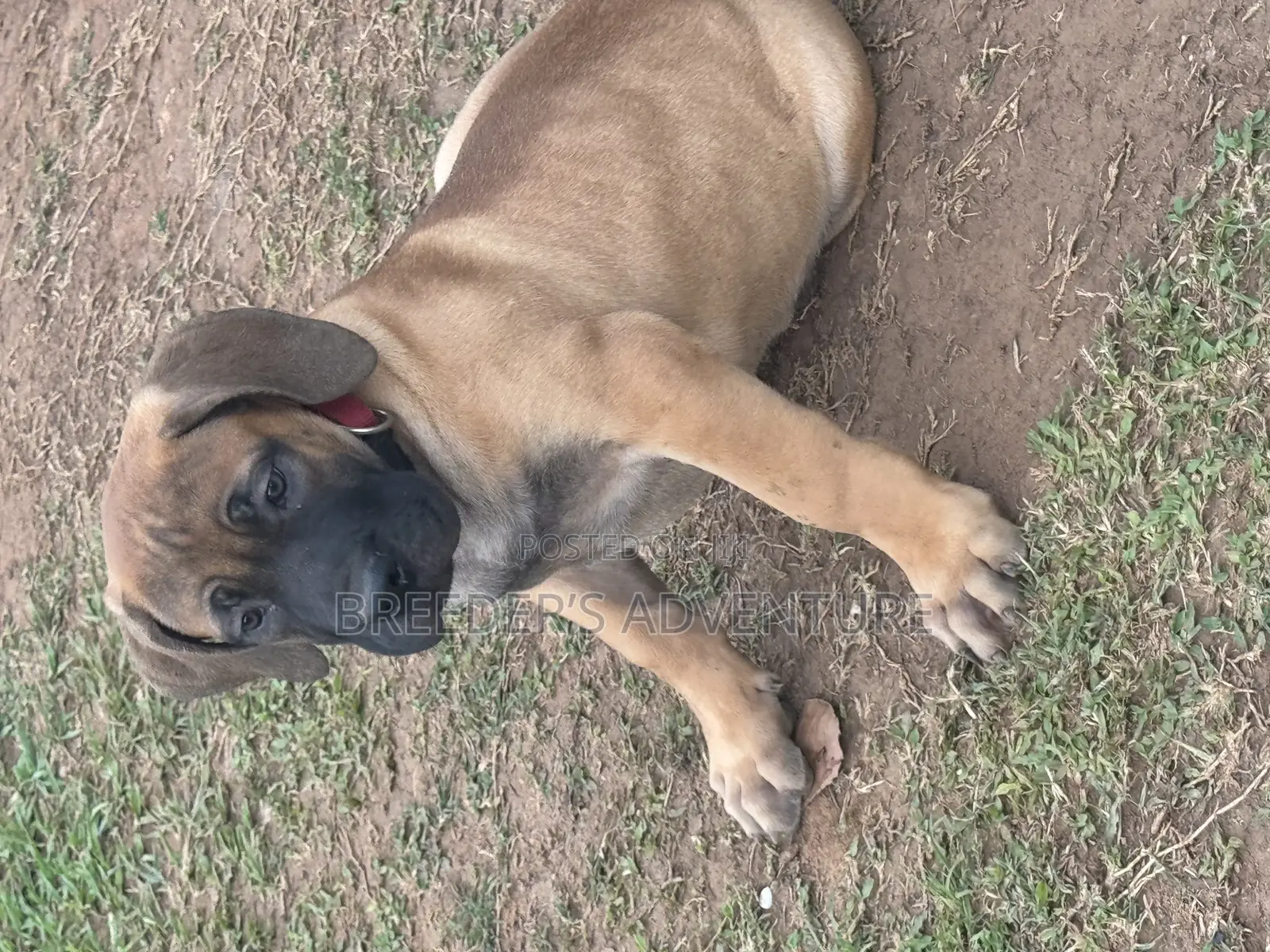 1-3 months Female Purebred Boerboel