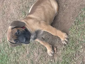1-3 months Female Purebred Boerboel