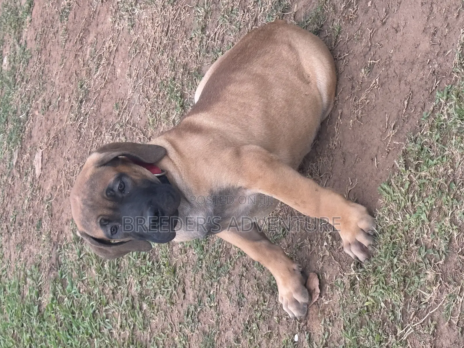 1-3 months Female Purebred Boerboel