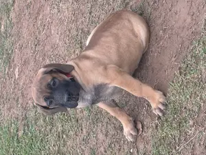 1-3 months Female Purebred Boerboel