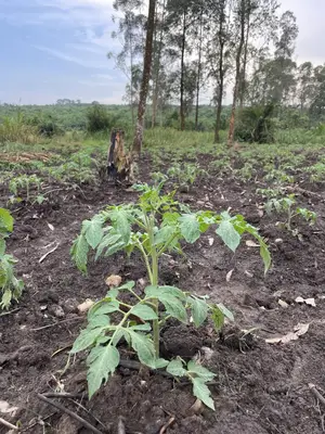 Tomatoes Bed and Green Pepper Bed