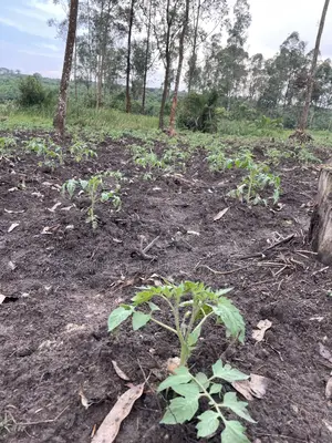 Tomatoes Bed and Green Pepper Bed