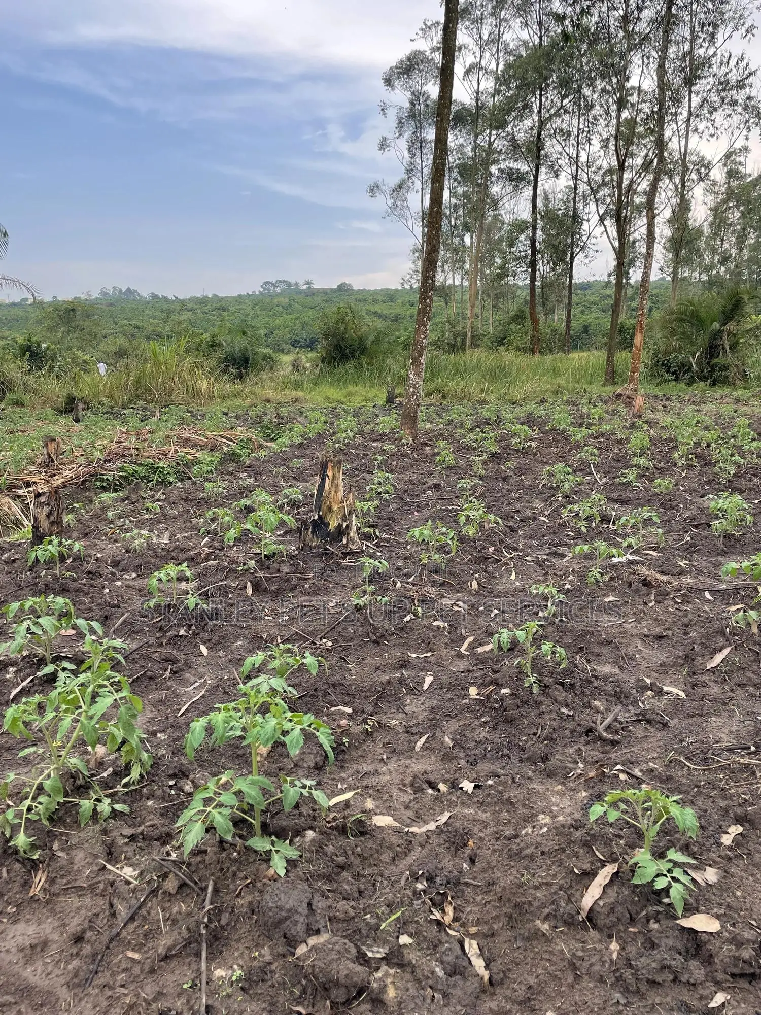 Tomatoes Bed and Green Pepper Bed