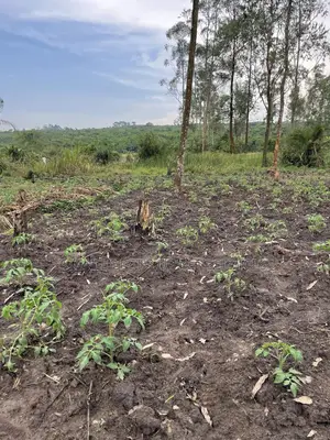 Tomatoes Bed and Green Pepper Bed