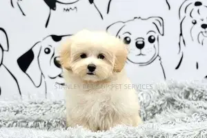 1-3 months Male Purebred Maltese