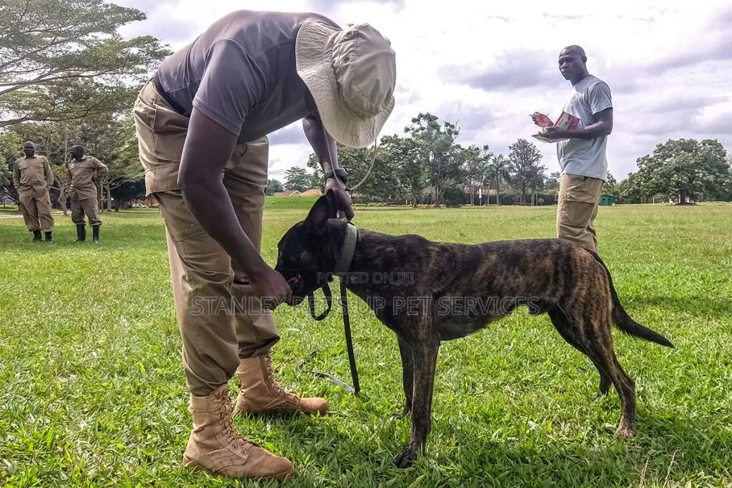 Dog Training