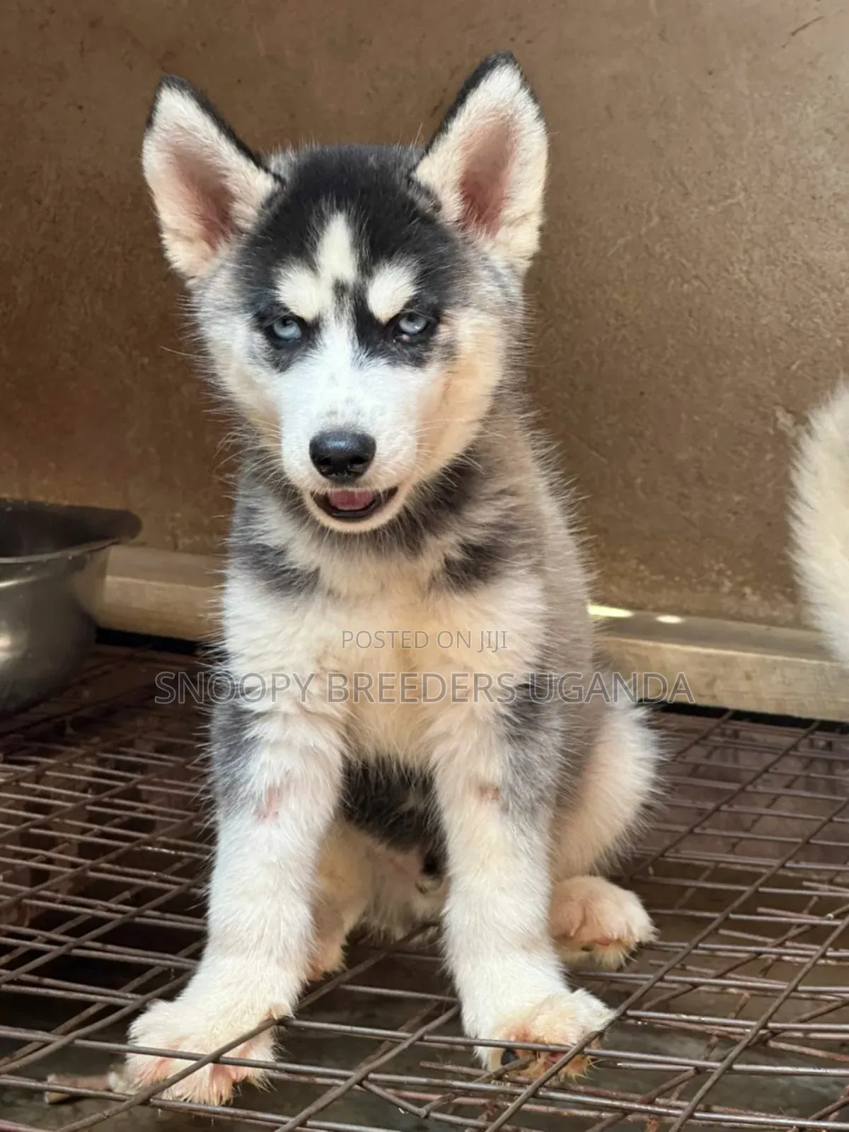 1-3 months Male Purebred Siberian Husky