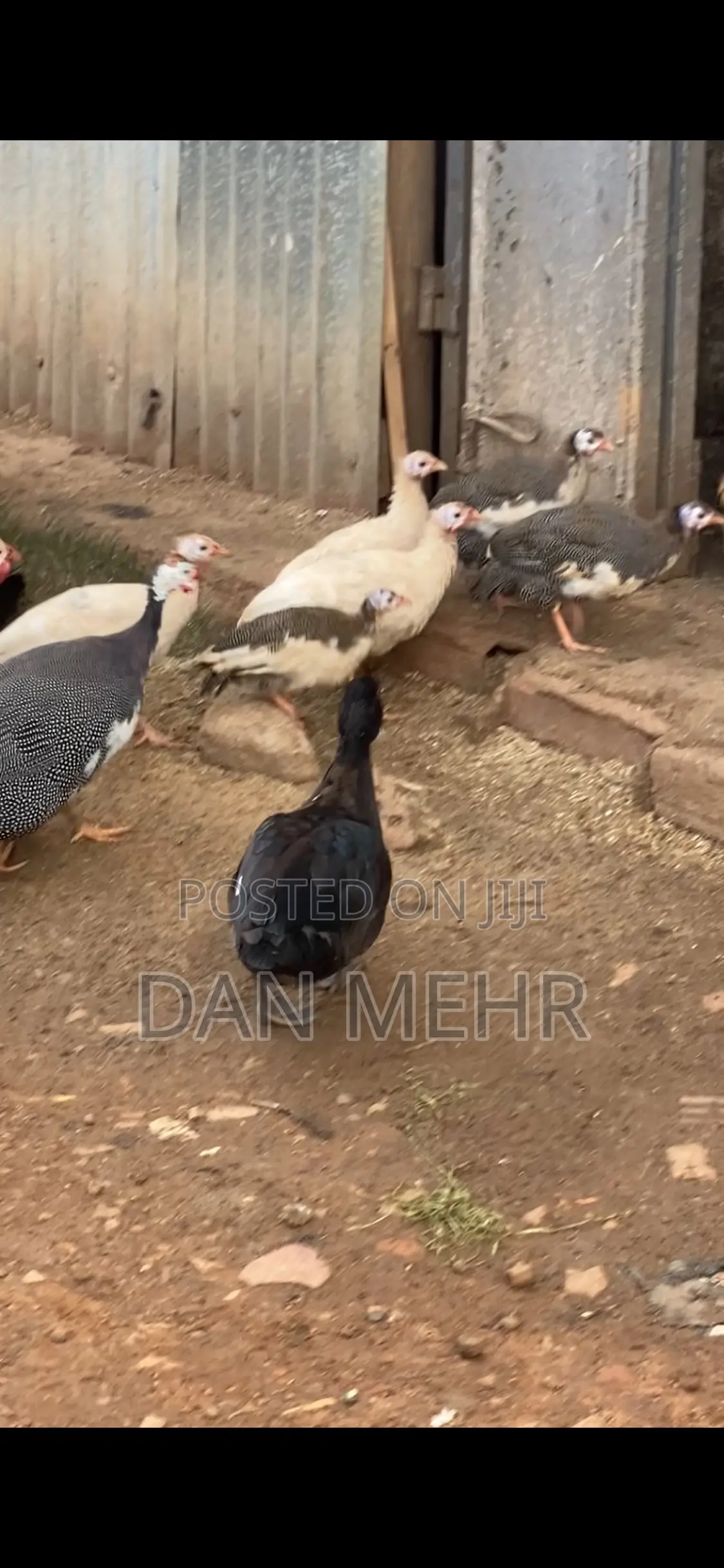 Guinea Fowls