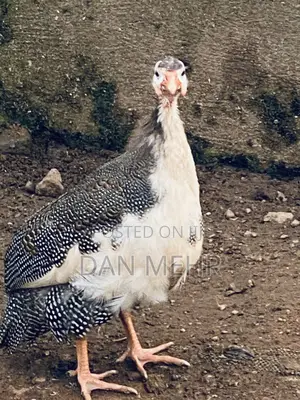 Guinea Fowls