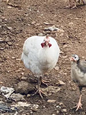 Guinea Fowls
