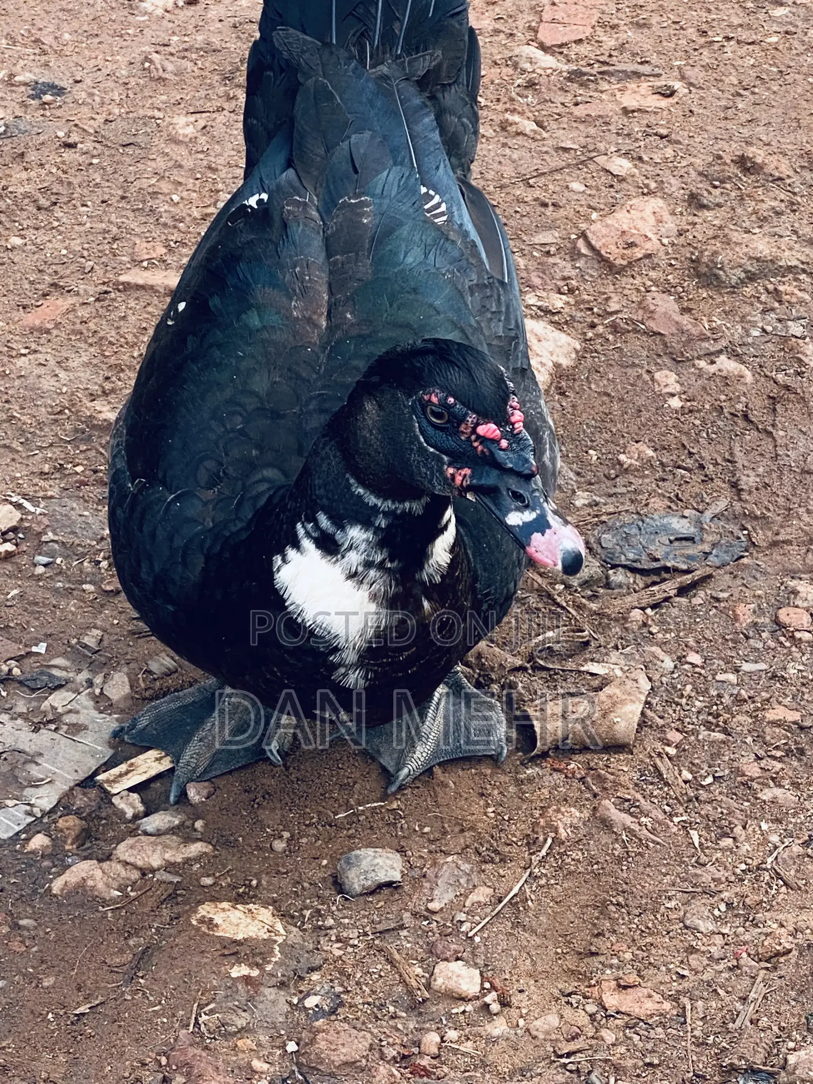 Local Ducks