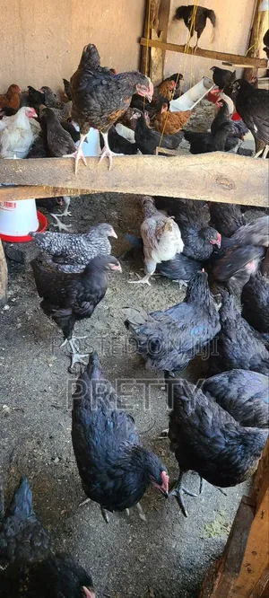 Local Chicken at 2months