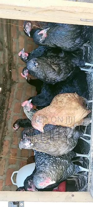 Local Chicken at 2months