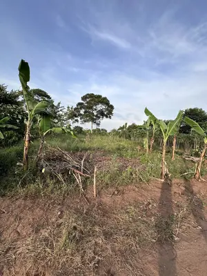 50*100ft Mailo Plot at Nakifuma-Kakinzi for Sale at Only 13m Only