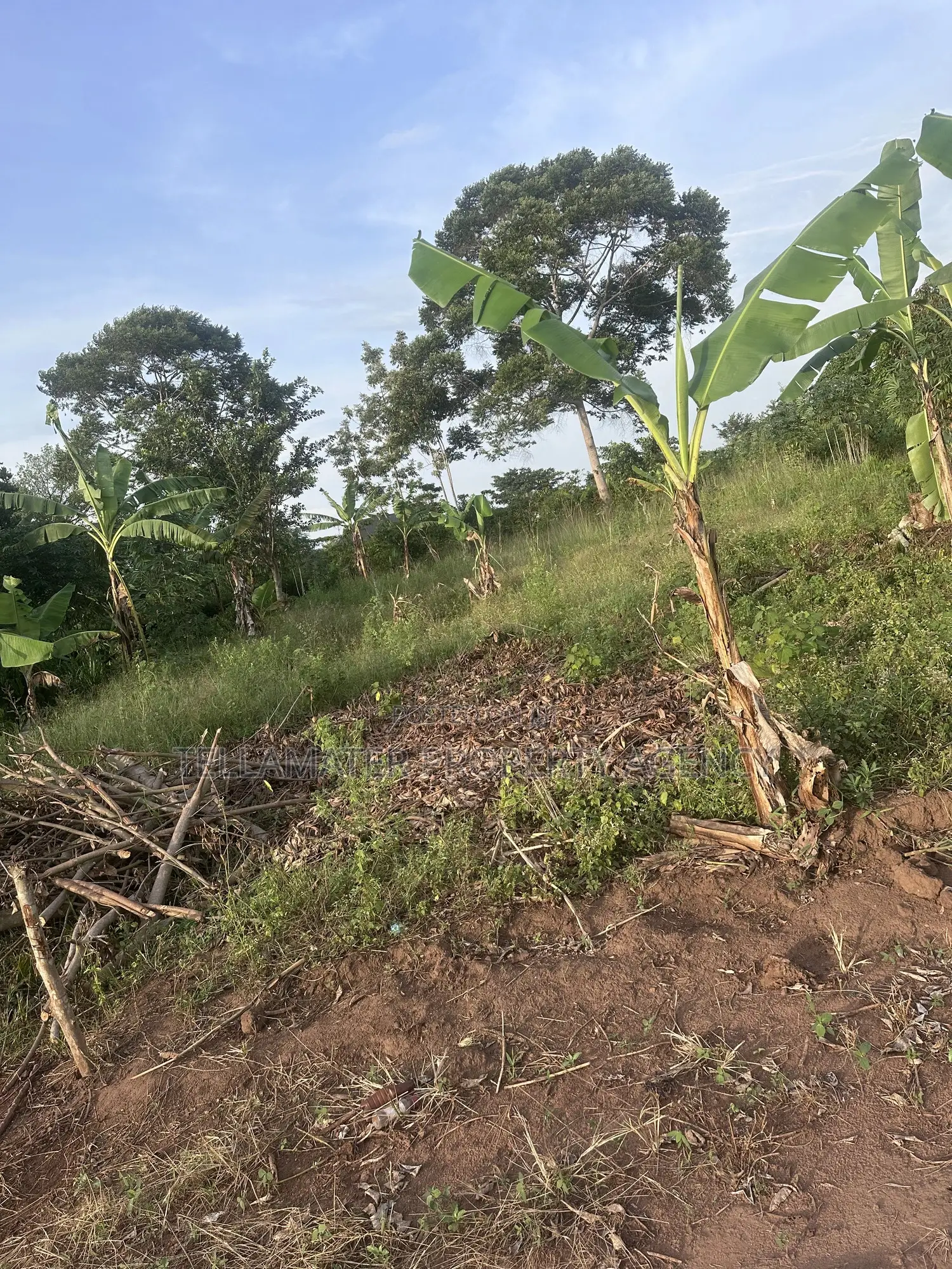 50*100ft Mailo Plot at Nakifuma-Kakinzi for Sale at Only 13m Only