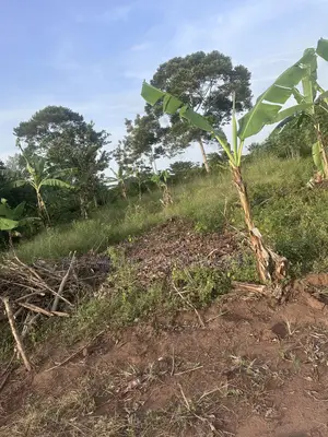 50*100ft Mailo Plot at Nakifuma-Kakinzi for Sale at Only 13m Only