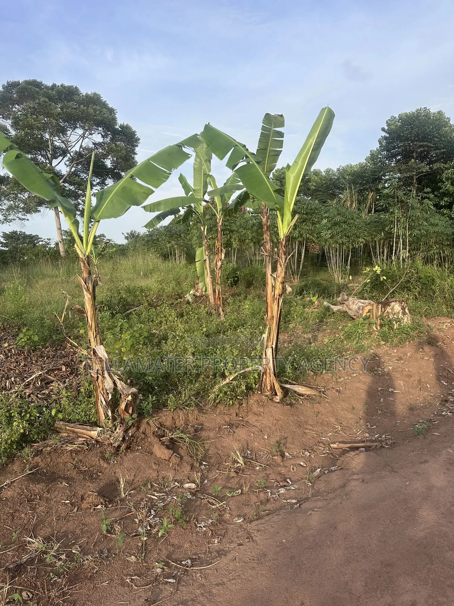 50*100ft Mailo Plot at Nakifuma-Kakinzi for Sale at Only 13m Only