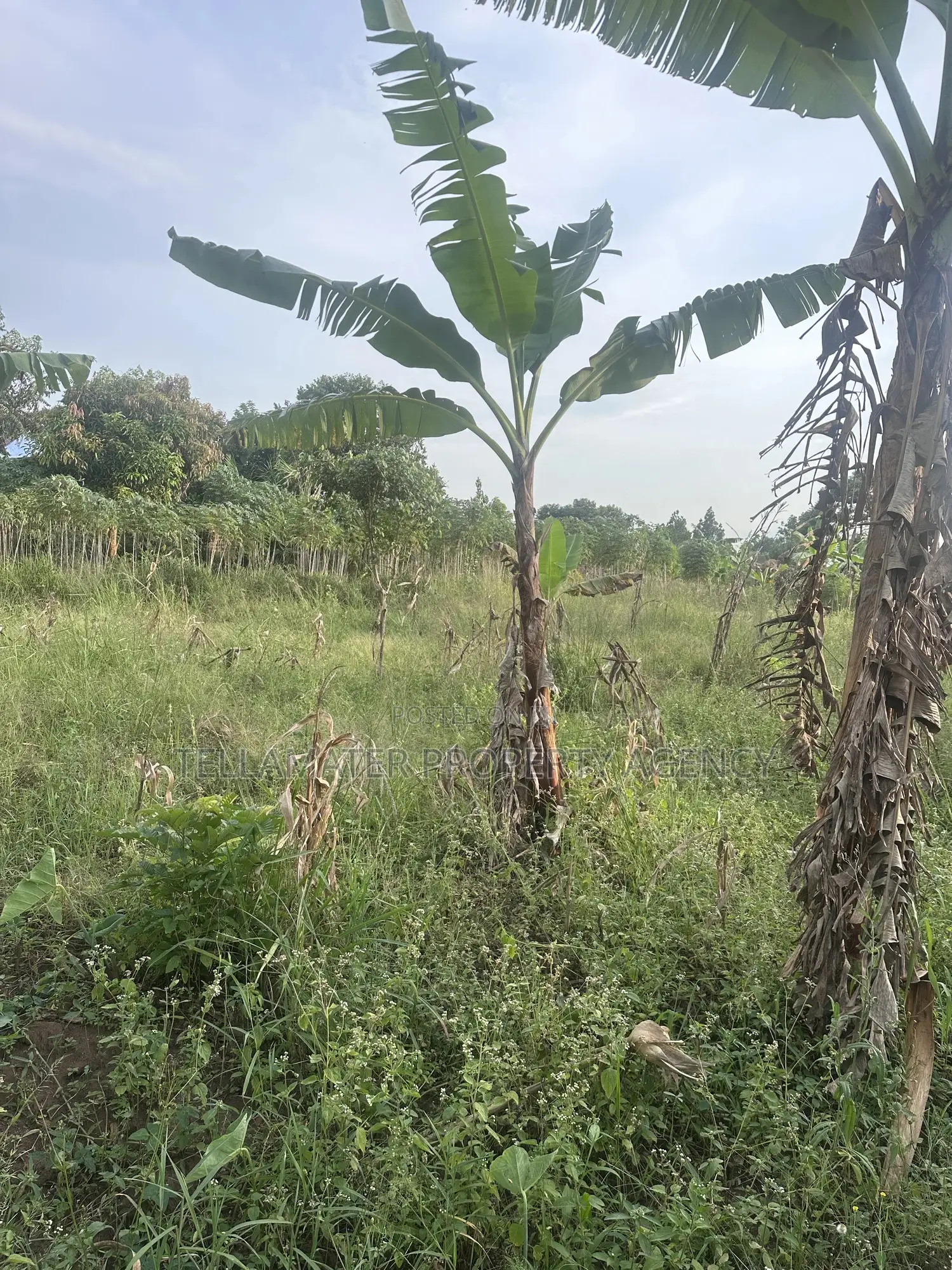 50*100ft Mailo Plot at Nakifuma-Kakinzi for Sale at Only 13m Only