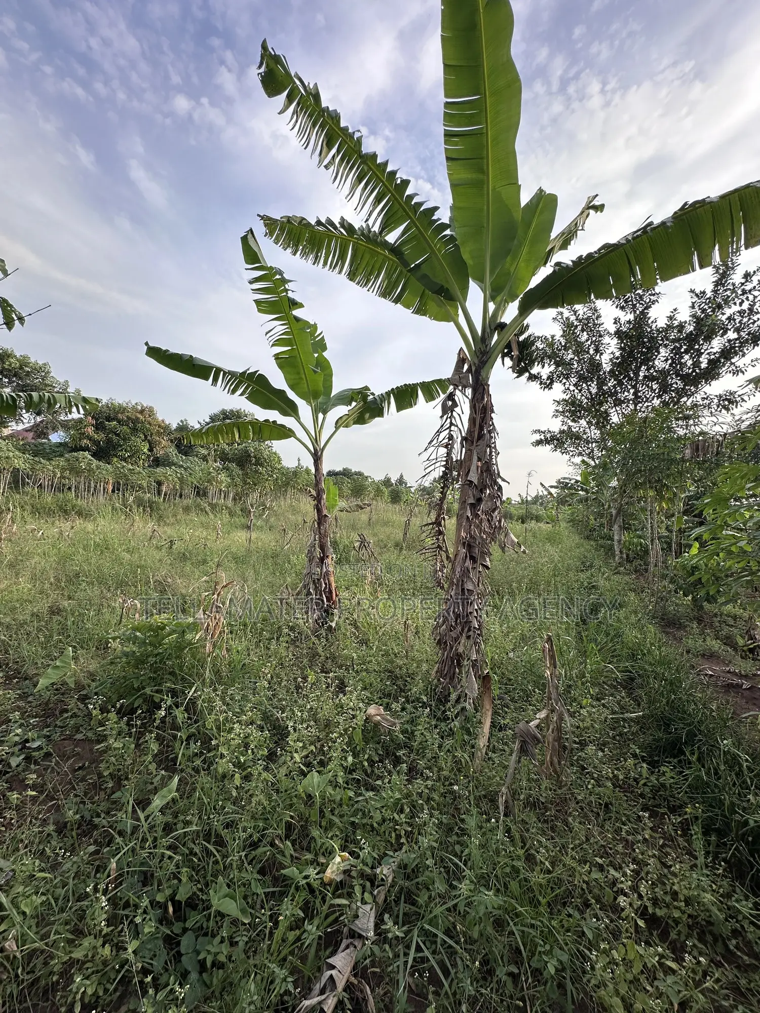 50*100ft Mailo Plot at Nakifuma-Kakinzi for Sale at Only 13m Only