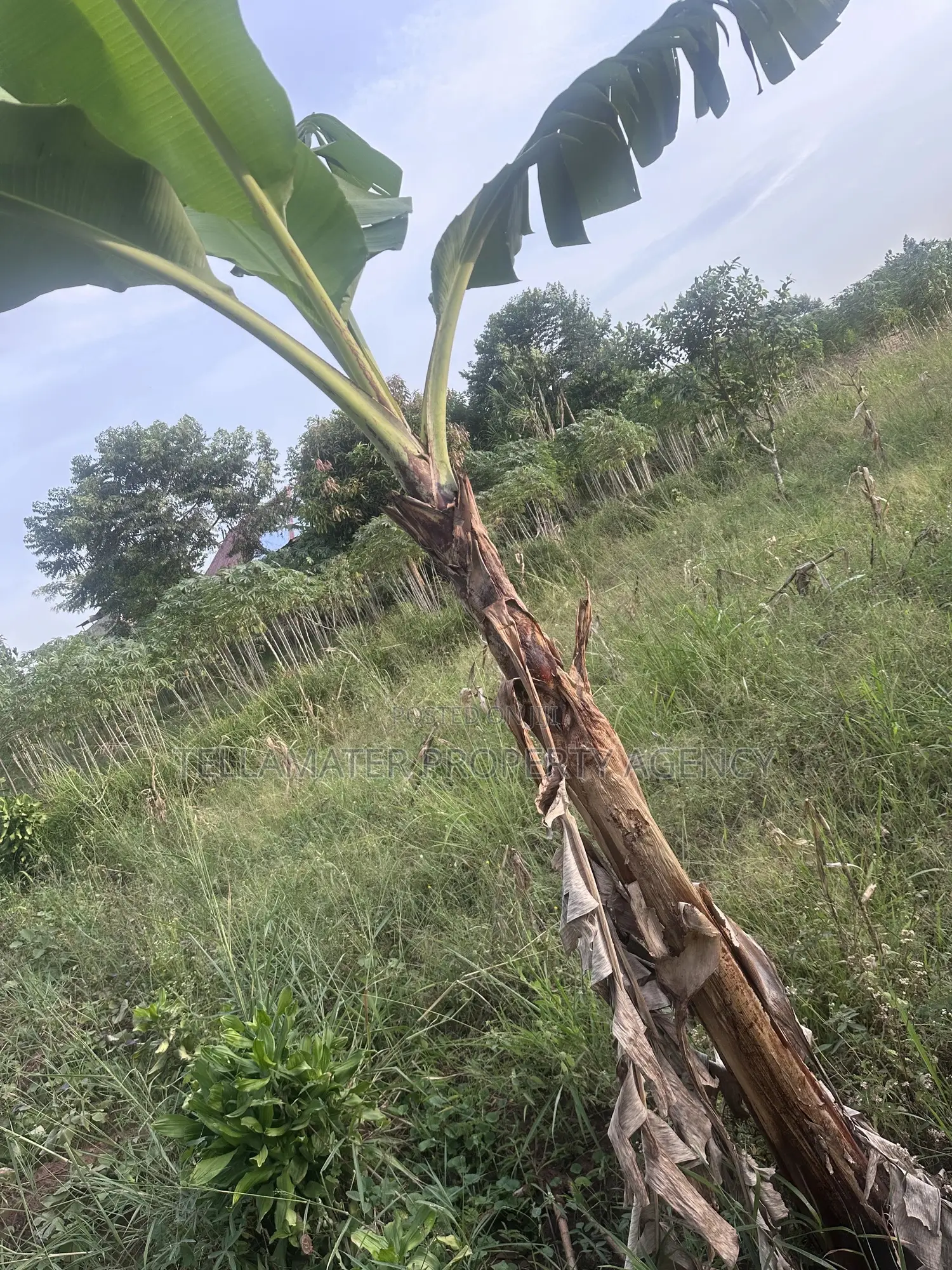 50*100ft Mailo Plot at Nakifuma-Kakinzi for Sale at Only 13m Only