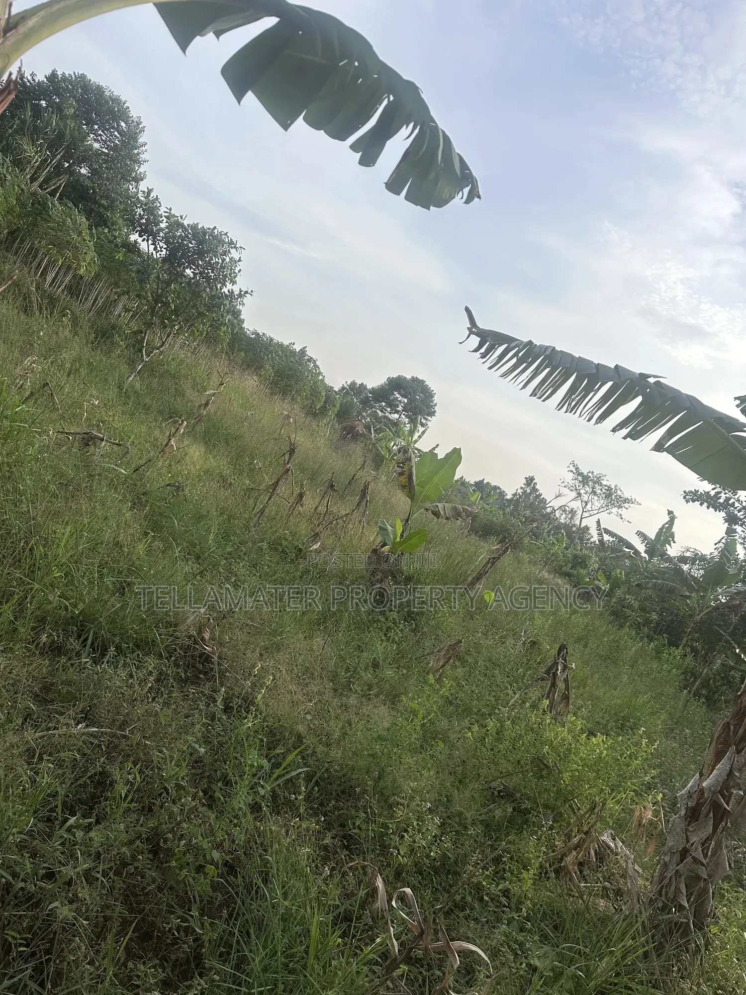 50*100ft Mailo Plot at Nakifuma-Kakinzi for Sale at Only 13m Only