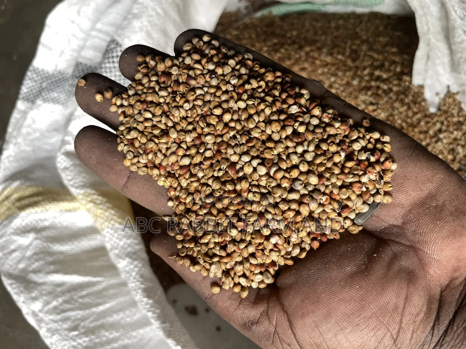 Sorghum Grain 10kg