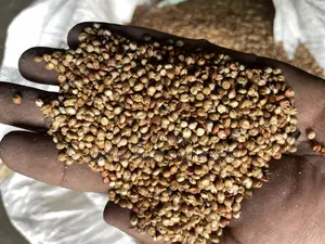 Sorghum Grain 10kg