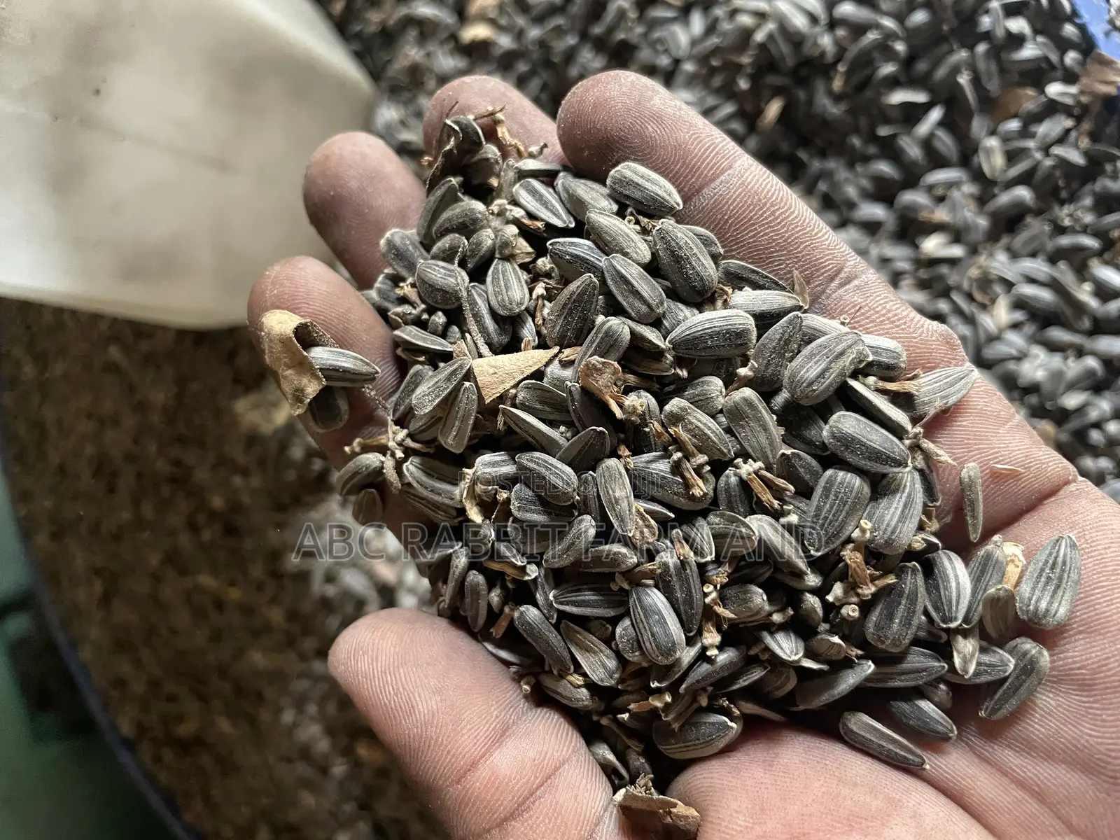 Sunflower Seeds 10kg