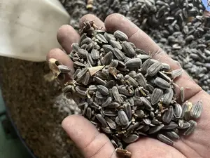 Sunflower Seeds 10kg