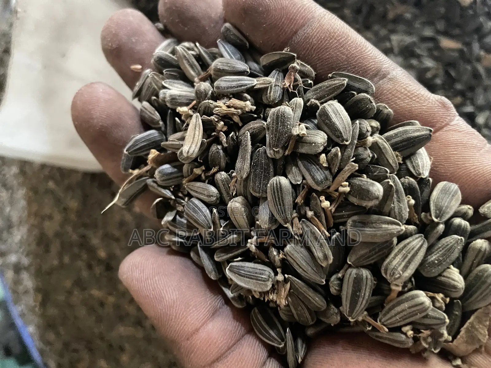 Sunflower Seeds 10kg